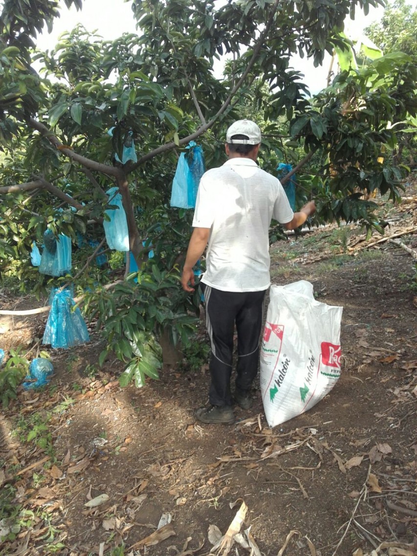 Fertilizantes Químicos de Elementos Menores