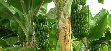 Fertilizantes Foliares de Composición Simple 