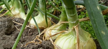 Fertilizantes Foliares de Composición Múltiple